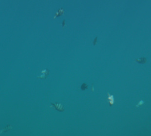 Foto aus dem Glasbodenboot heraus