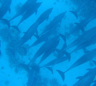 Delphine mit SimSim-Reisen