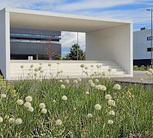 Blumenwiese vor dem Wileypark