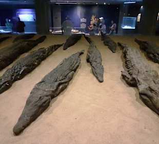 Krokodil Museum