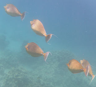 Рыбы Макади