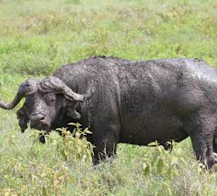 Wasserbüffel