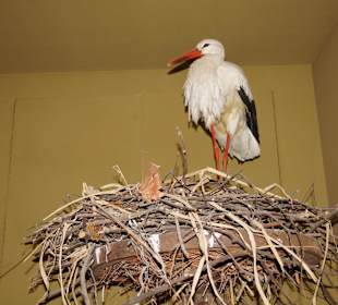 Vogel-und Jagdtierkunde