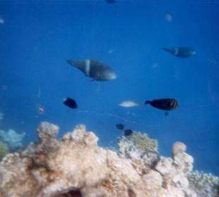 Unterwasserwelt am Hotel-Riff