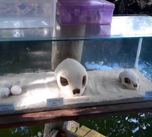 Mnarani Marine Schildkröten Conservation