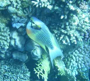 Stülpmaul Lippfisch am Hausriff Hotel Sol Y Mar Dar El Medin