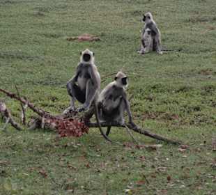 Yala Nationalpark