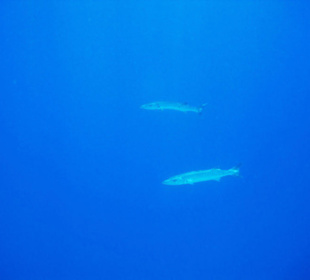 Barrakuda`s im Blauwasser