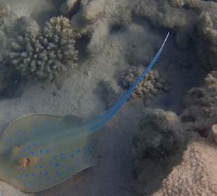 Schnorcheln Makadi Bay