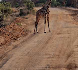 Giraffen verfolgen Dich