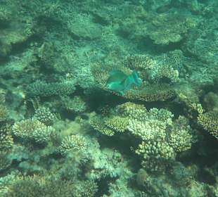 Wunderschöne Unterwasserwelt