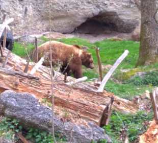 Eurasienbereich - Braunbär