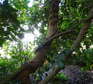 Stadtrundgang Sydney