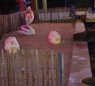 Christmas Garden Stuttgart