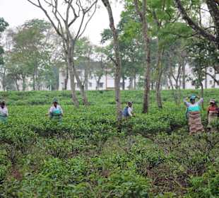 Teeplantage von Sukna