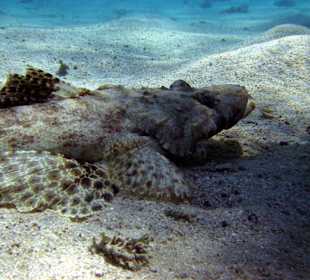 Krokodilfisch