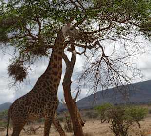 Gut das ich einen langen Hals habe