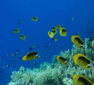 Hausriff Hotel Tulip Resort