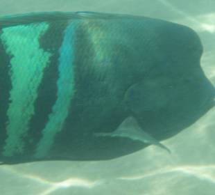 Kleiner Napoleonfisch am Hotel Ghazala Beach/Village