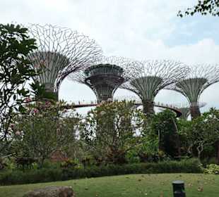 Gardens by the Bay