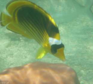 Rybki przy hotelowej plaży