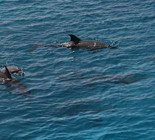 Delphintour Oktober 2008