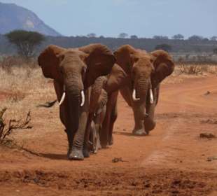 Die roten Elefanten von Tsavo