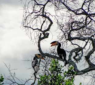 Tukany na safari w parku Yalla