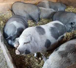 Aus dem Raritäten Zoo Ebbs