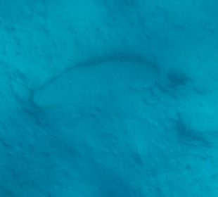 Beim Schnorcheln gesehen