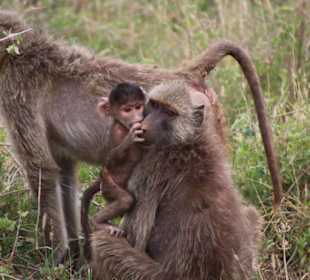 Amboseli NP