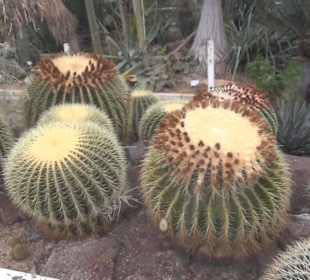 Flora und Botanischer Garten