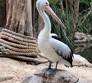 Featherdale Wildlife Park