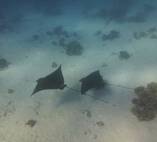 Rochenbesuch während der Delfintour - einmalig!