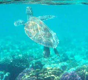 Schildkröte am Hausriff