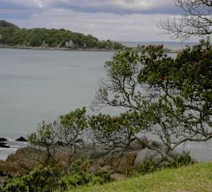 Tauranga