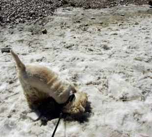 Ihr Reich Schnee pur