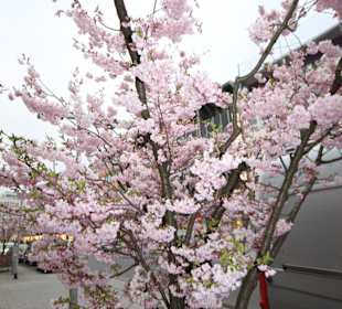 Baumblüte im März in Hannovers Mitte