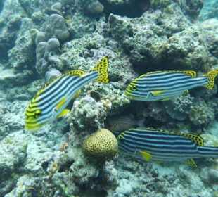 Sweetlips
