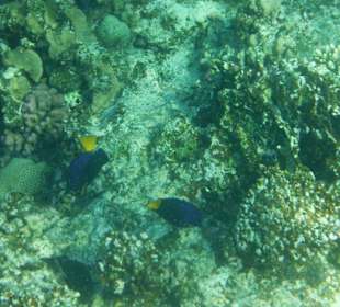 Viele schöne Fische