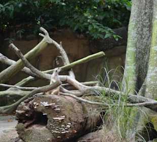 Singapur Zoo