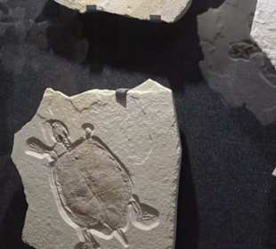 Dinosaurier Museum Altmühltal