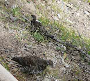 Am Sulphur Mountain / Banff