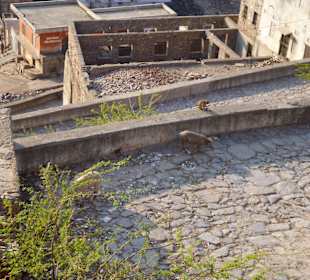 W drodze do świątyni