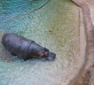 Afrykarium