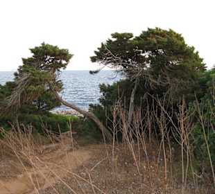Naturschutzgebiet zwischen Sa Coma und Cala Millor
