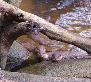Zoo Singapur