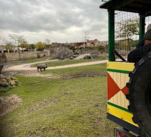 Wildlands Zoo in Emmen 