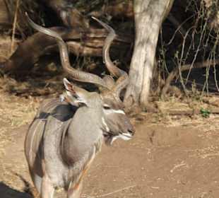 Kudu am Chobeufer, vom Hotelboot aus