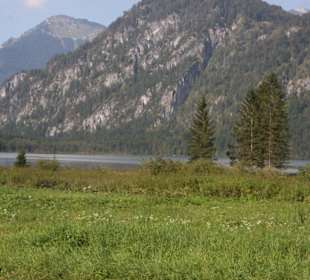 Almsee